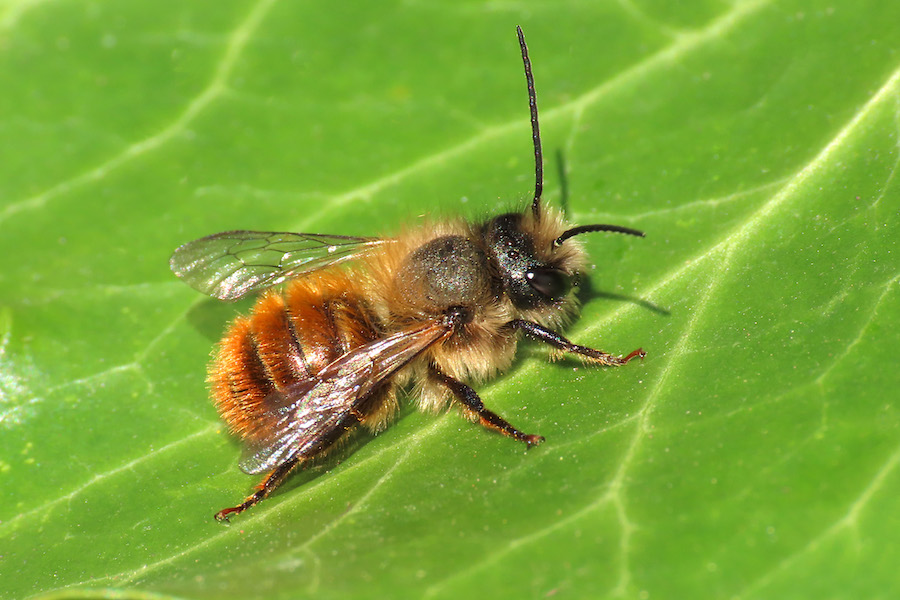 Pesticides génétiques : une nouvelle fuite en avant technologique